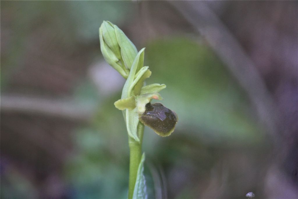 ophrys sphegodes classica